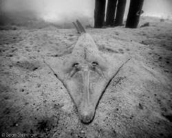 Shovelnose Ray by Sean Steininger 